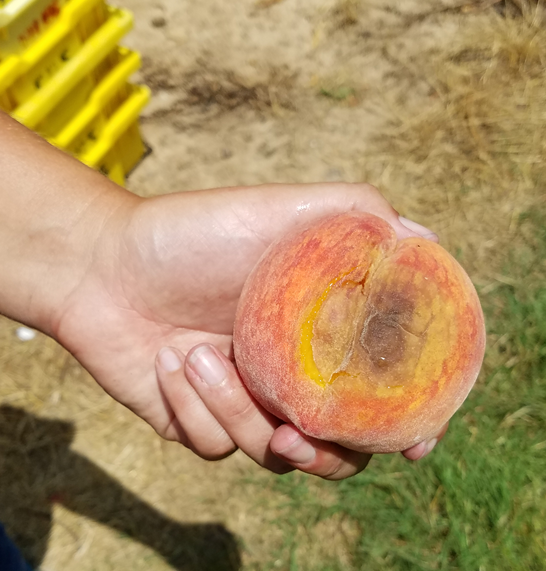Peach Fruit Disorders